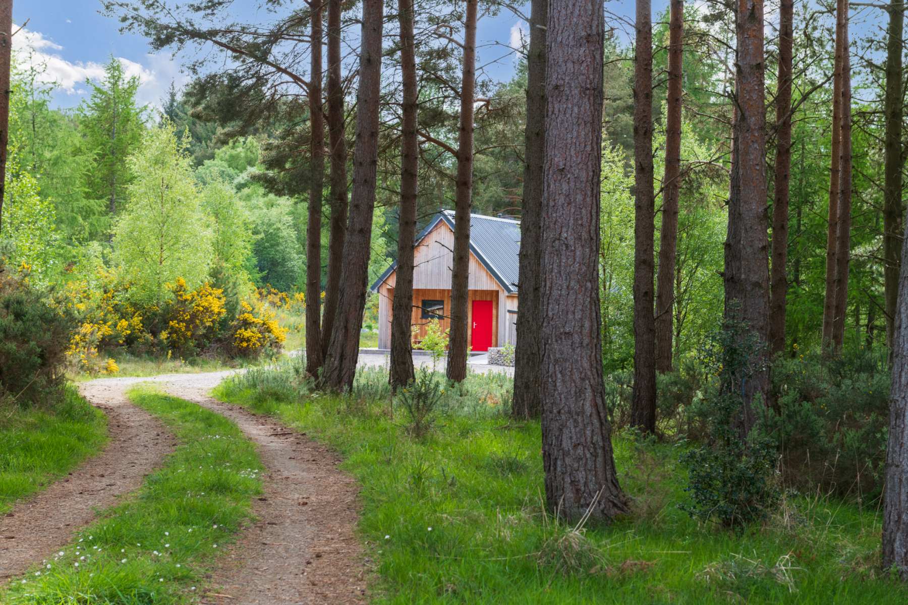 A gravel track curves through pine trees and flowering gorse towards a timber cabin with a red door.