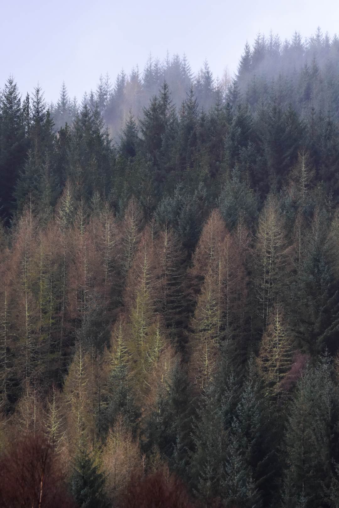 Image Two