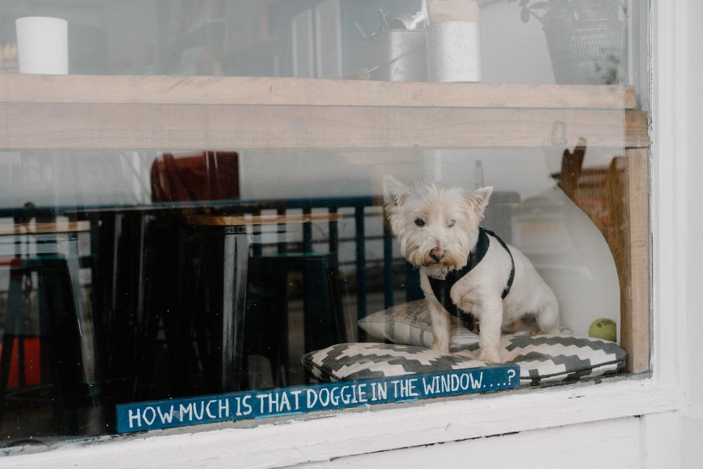 Dog Friendly Accommodation in Skye