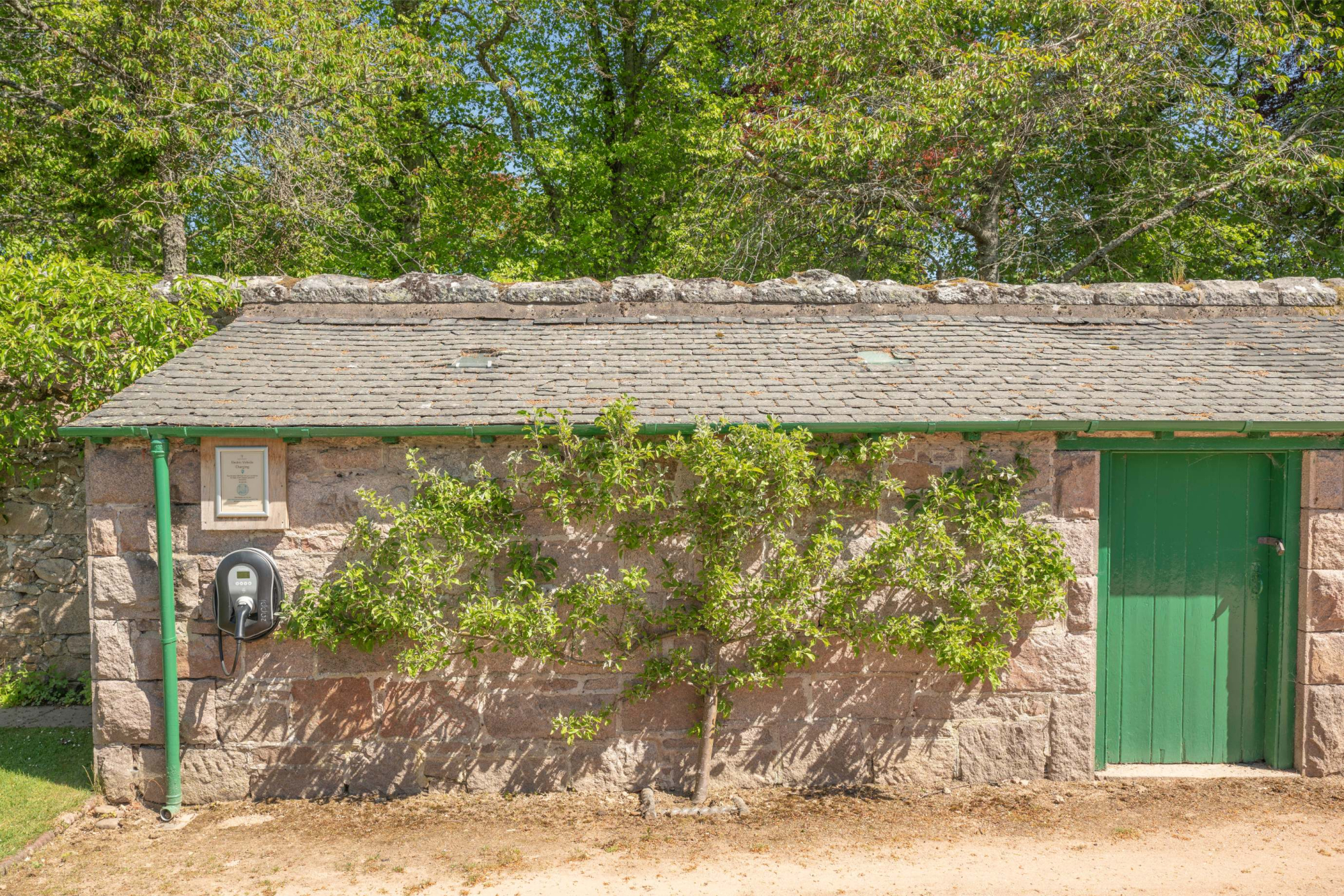 A stone outbuilding with a green door sits beneath tall trees, a climbing shrub trained along its wall.