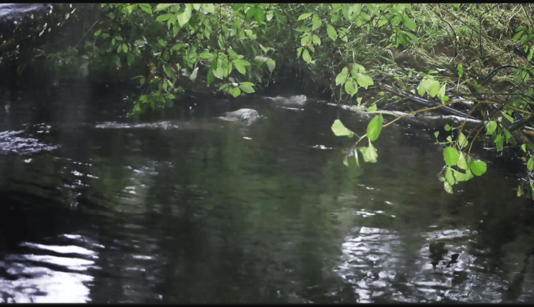 First beaver kits born in Glen Affric in 400 years
