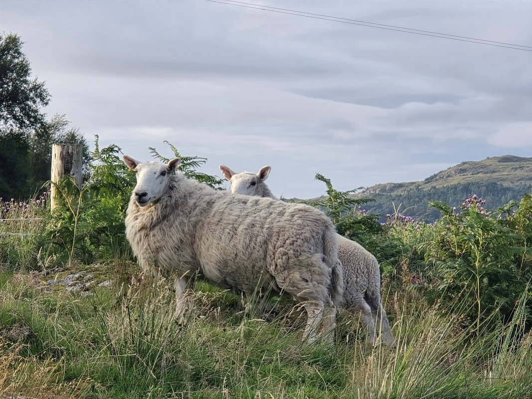 Loch Maree Viewpoint