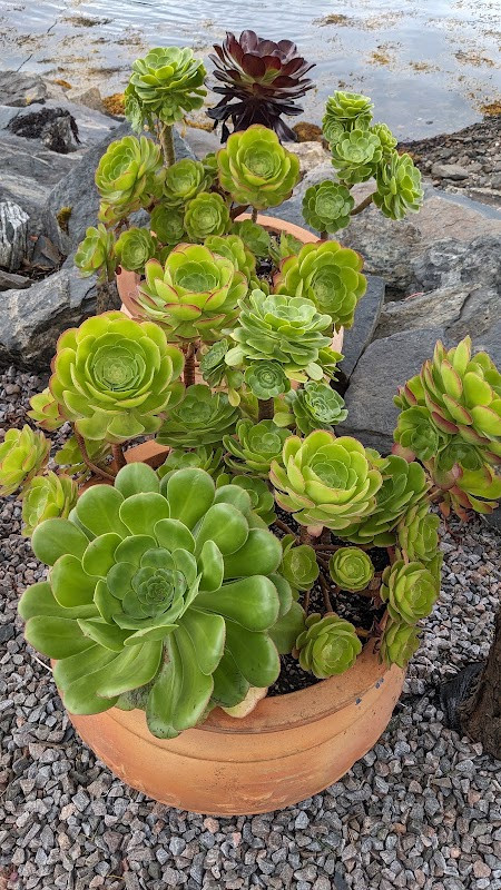 Inverewe Garden