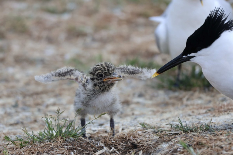 Record ringing season for terns at Forvie