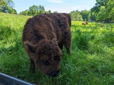 A whole day of Highland cattle at Pollok Park