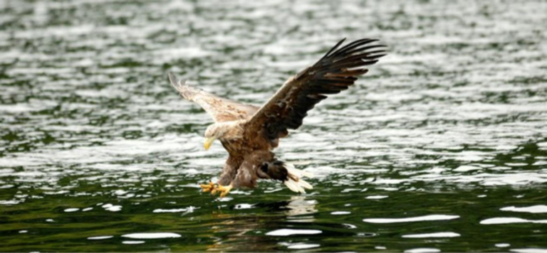 Forty satellite tags are going onto sea eagles in the west